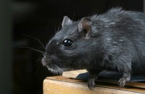 Closeup of a beautiful black rat