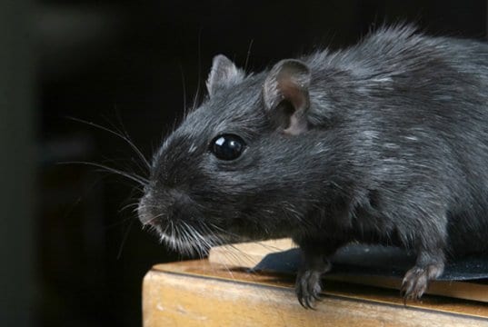 Closeup of a beautiful black rat