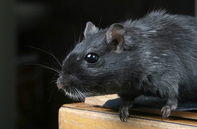 Black Pet Rats