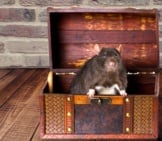 Black Rat In A Treasure Chest Photo By: (C) Argument Www.fotosearch.com