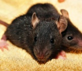 A Pair Of Pet Black Rats Photo By: Karsten Paulick Https://Pixabay.com/Photos/Rat-Rat-Babies-Black-Young-435950/ 