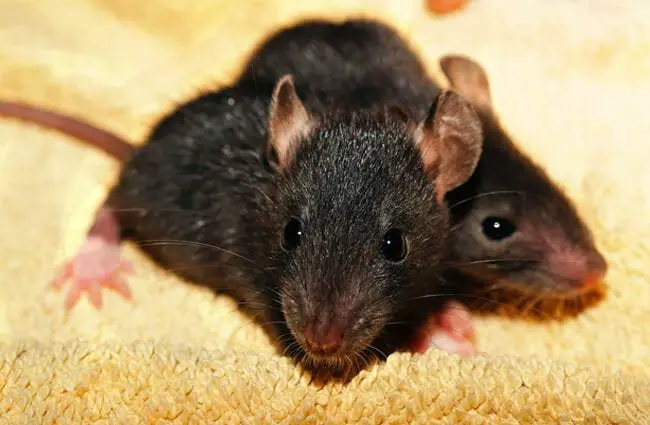 A pair of pet black rats Photo by: Karsten Paulick https://pixabay.com/photos/rat-rat-babies-black-young-435950/ 