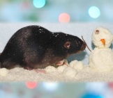 Black Rat And The Snowman Photo By: Karsten Paulick Https://Pixabay.com/Photos/Rat-Black-Cute-Fur-Pet-Nager-1939080/ 