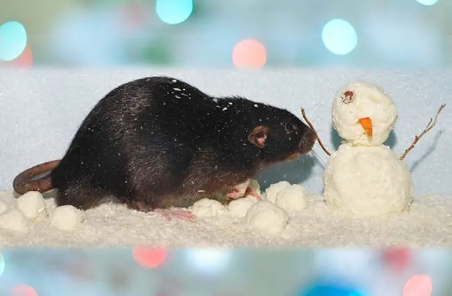 Black rat and the snowman Photo by: Karsten Paulick https://pixabay.com/photos/rat-black-cute-fur-pet-nager-1939080/ 