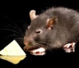 Fat Black Rat Gets The Cheese Photo By: (C) Mosich Www.fotosearch.com
