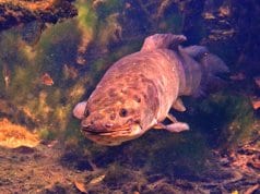 Large BowfinPhoto by: Phil's 1stPixhttps://creativecommons.org/licenses/by/2.0/