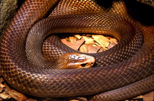 A coiled Brown Snake at the Australia Zoo Photo by: John https://creativecommons.org/licenses/by-sa/2.0/ 