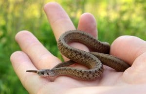young Northern Brown SnakePhoto by: Mark Nenadovhttps://creativecommons.org/licenses/by-sa/2.0/