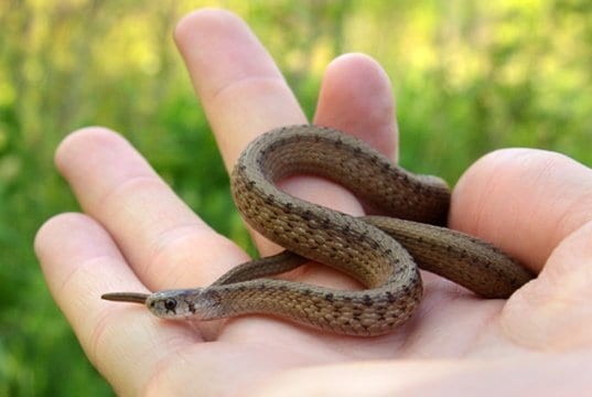 young Northern Brown SnakePhoto by: Mark Nenadovhttps://creativecommons.org/licenses/by-sa/2.0/