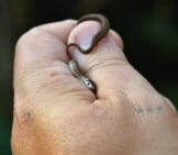 Baby Northern Brown Snake Rids The Yard Of Insectsphoto By: Tony Alterhttps://Creativecommons.org/Licenses/By-Sa/2.0/