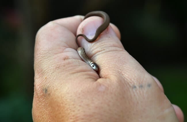 Baby Northern Brown Snake rids the yard of insectsPhoto by: Tony Alterhttps://creativecommons.org/licenses/by-sa/2.0/
