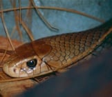 Closeup Of An Eastern Brown Snake At The Australia Zoo Photo By: Bernard Dupont Https://Creativecommons.org/Licenses/By-Sa/2.0/ 