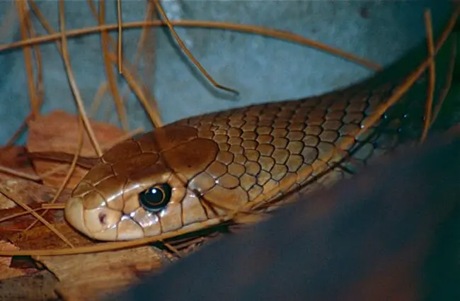 Closeup of an Eastern Brown Snake at the Australia Zoo Photo by: Bernard DUPONT https://creativecommons.org/licenses/by-sa/2.0/ 