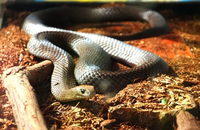 This Eastern Brown Snake turned up at a tree planting Photo by: Takver https://creativecommons.org/licenses/by-sa/2.0/ 