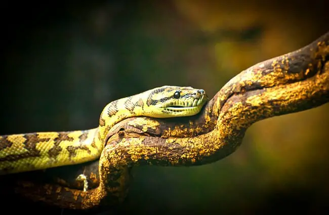 Bushmaster Snake on a branch Photo by: (c) madov www.fotosearch.com