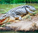 Saltwater Crocodile In South Queensland, Australiaphoto By: Bernard Duponthttps://Creativecommons.org/Licenses/By-Sa/2.0/
