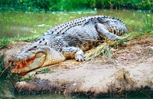 Saltwater Crocodile in South Queensland, AustraliaPhoto by: Bernard DUPONThttps://creativecommons.org/licenses/by-sa/2.0/