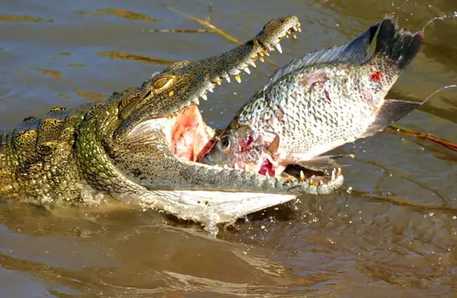 Nile Crocodile trying to swallow a big Tilapia Photo by: Bernard DUPONT https://creativecommons.org/licenses/by-sa/2.0/ 