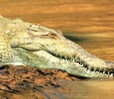 Panama Canal Crocodile Photo By: Colin Capelle Https://Creativecommons.org/Licenses/By-Sa/2.0/ 