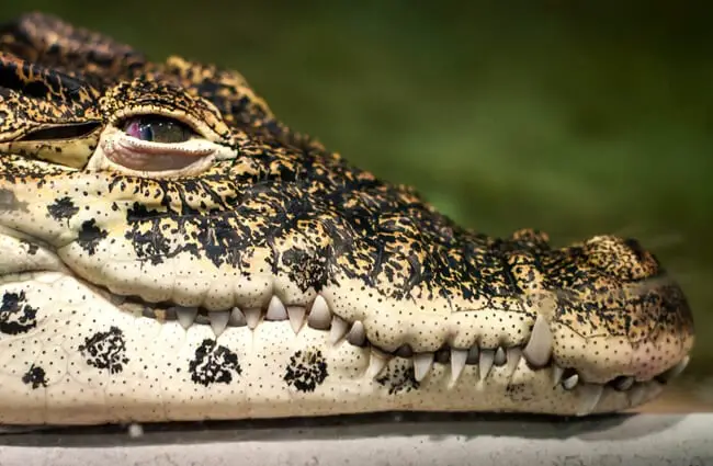 Closeup of a Cuban Crocodile Photo by: Paul Hudson https://creativecommons.org/licenses/by-sa/2.0/ 