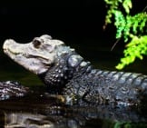 Portrait Of A Dwarf Crocodile Photo By: Andreas März Https://Creativecommons.org/Licenses/By-Sa/2.0/ 