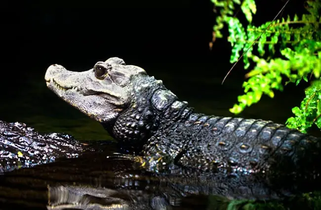 Portrait of a Dwarf Crocodile Photo by: Andreas März https://creativecommons.org/licenses/by-sa/2.0/ 