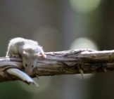 Deer Mouse Draped Over A Bare Tree Branch Photo By: Mount Rainier National Park, Nps Photo By Emily Brouwer Https://Creativecommons.org/Licenses/By-Sa/2.0/ 