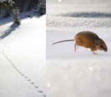 Deer Mouse Tracks ... And Playing In The Snow Photo By: Andrew Cannizzaro, And U.s. Fish And Wildlife Service Headquarters Https://Creativecommons.org/Licenses/By-Sa/2.0/ 