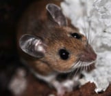 This Deer Mouse Made A Nest In The Peat Stored For The Winterphoto By: Alsteelehttps://Creativecommons.org/Licenses/By-Sa/2.0/