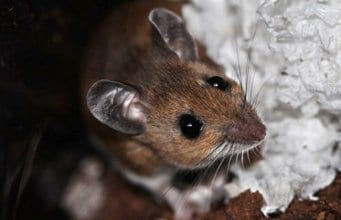 Texas Mouse Archives - Animals Network