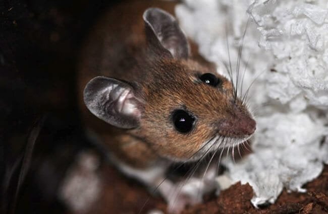 This Deer Mouse made a nest in the peat stored for the winterPhoto by: alsteelehttps://creativecommons.org/licenses/by-sa/2.0/