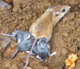 A Deer Mouse Mommy And Her Babies Photo By: Don Loarie Https://Creativecommons.org/Licenses/By-Sa/2.0/ 