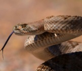 Western Diamondback, Coiled To Strikephoto By: Gregory &Quot;Slobirdr&Quot; Smithhttps://Creativecommons.org/Licenses/By-Sa/2.0/