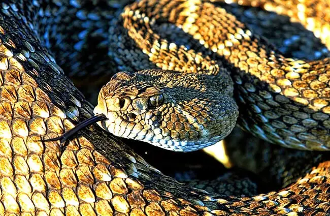 Западная гремучая змея с ромбовидной спиной. Фото: Ларри Смит https://creativecommons.org/licenses/by-sa/2.0/
