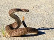 Western DiamondbackPhoto by: skeezehttps://pixabay.com/photos/western-diamondback-rattlesnake-viper-1929358/