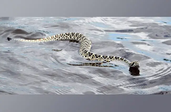 Eastern Diamondback swimming in the creek Photo by: skeeze https://pixabay.com/photos/eastern-diamondback-rattlesnake-viper-1244727/ 