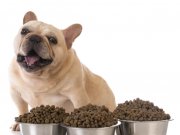dog food by: Fotosearch.com