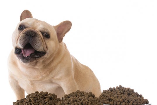 dog food by: Fotosearch.com