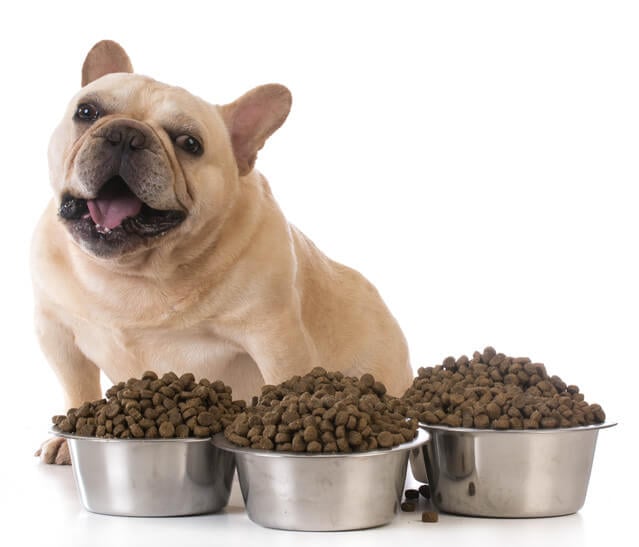 Five Best Dog Food Brands for Pet Lovers - Animals Network