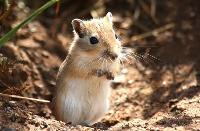 Mongolian Gerbil – wild ancestor of the pet Gerbil Photo by: Alastair Rae https://creativecommons.org/licenses/by-sa/2.0/ 