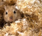 Pet Gerbil Peeking Out From His Fluffy Bedding