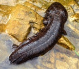 Japanese Giant Salamander Photo By: Paul Williams Https://Creativecommons.org/Licenses/By-Nc/2.0/ 