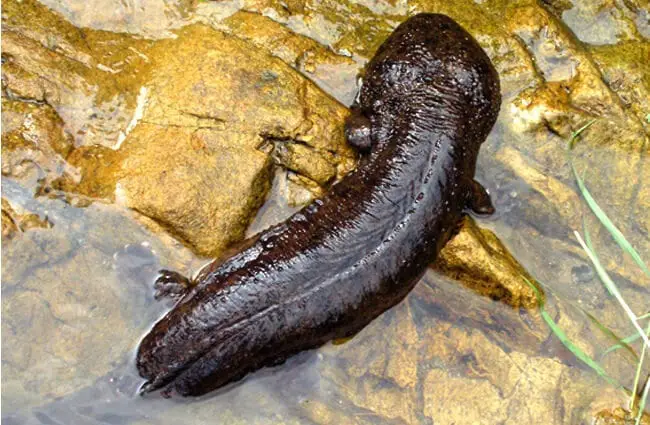 Japanese Giant Salamander Photo by: Paul Williams https://creativecommons.org/licenses/by-nc/2.0/ 