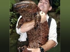 Chinese Giant SalamanderPhoto by: James Joelhttps://creativecommons.org/licenses/by-nc/2.0/