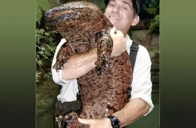Chinese Giant SalamanderPhoto by: James Joelhttps://creativecommons.org/licenses/by-nc/2.0/