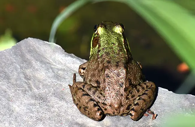 Двухцветная зеленая лягушка. Фото: Don Henise https://creativecommons.org/licenses/by/2.0/