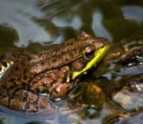 Green Frog At The Water&#039;S Edgephoto By: Kevin Faccendahttps://Creativecommons.org/Licenses/By/2.0/