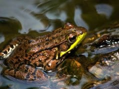 Green Frog at the water's edgePhoto by: Kevin Faccendahttps://creativecommons.org/licenses/by/2.0/
