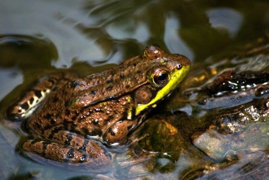 Green Frog at the water's edgePhoto by: Kevin Faccendahttps://creativecommons.org/licenses/by/2.0/