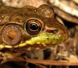 Olive-Colored Green Frog Photo By: Fyn Kynd Https://Creativecommons.org/Licenses/By/2.0/ 